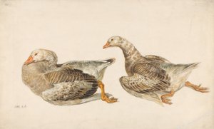 Studies van ganzen door James Ward